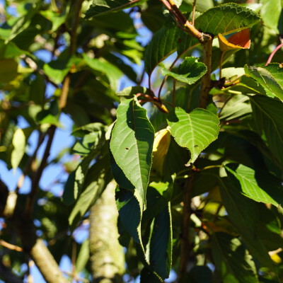 Prunus serrulata 'Ichiyo'